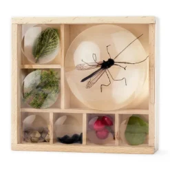 Kikkerland Nature / Exploration|Age 11 & 12^My Little Museum Bug Box - Wooden